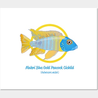 Maleri Blue Gold Peacock Cichlid Posters and Art